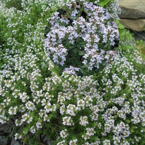 Thymus vulgaris 'Faustini' - Harilik tüümian 'Faustini'